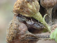 Stygnocoris rusticus