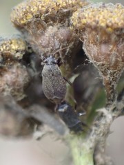 Stygnocoris rusticus