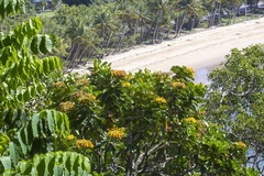 Deplanchea tetraphylla
