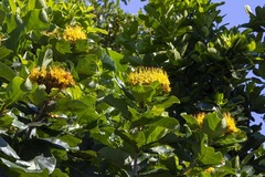 Deplanchea tetraphylla