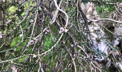 Melaleuca halmaturorum