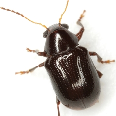 Metachroma suturale