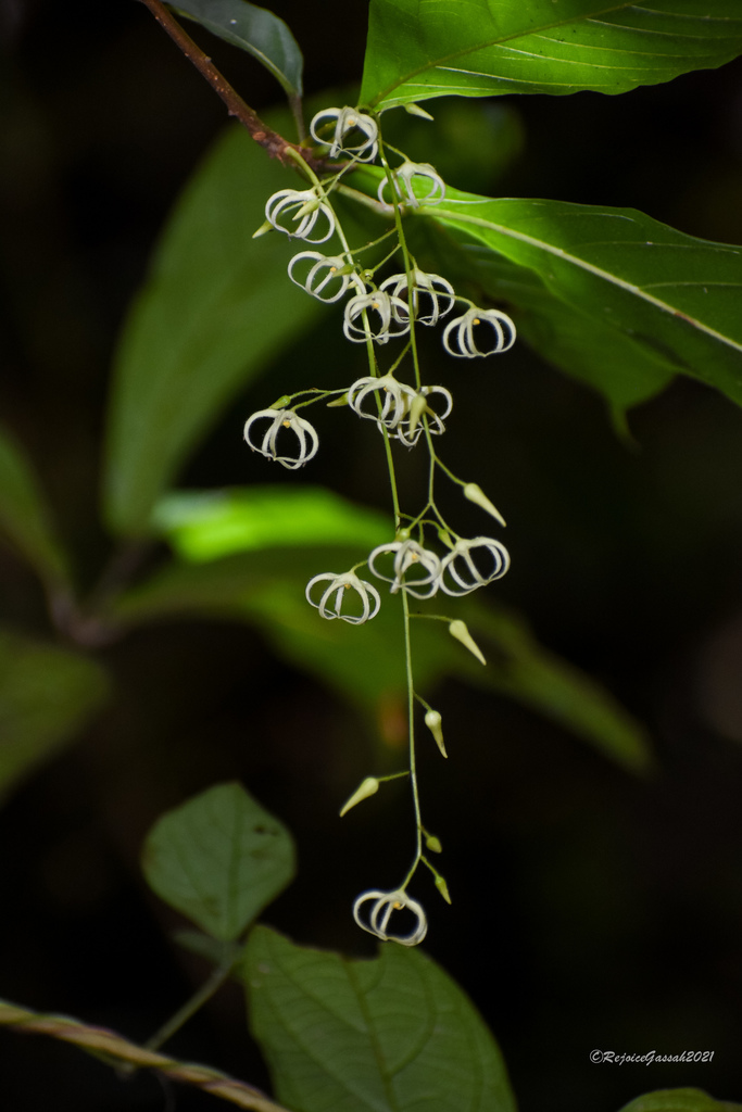 Sterculia hamiltonii (Sterculia hamiltonii)