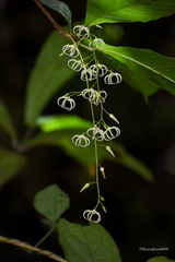 Sterculia hamiltonii