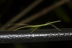 Scionecra queenslandica
