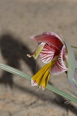 Gladiolus watermeyeri