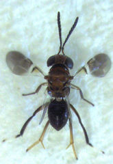 Encyrtus aurantii
