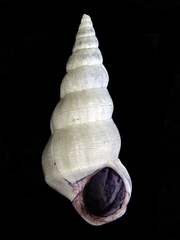 Opalia ballinensis