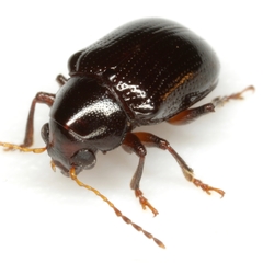 Metachroma suturale