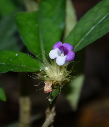 Staurogyne argentea
