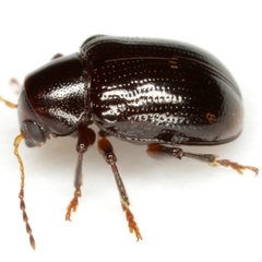 Metachroma suturale