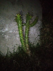 Austrocylindropuntia