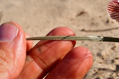 Gladiolus watermeyeri