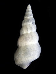 Opalia ballinensis