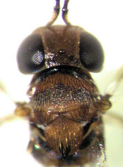 Encyrtus aurantii