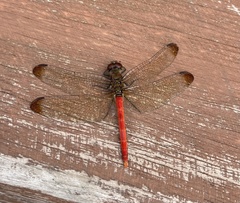 Sympetrum risi