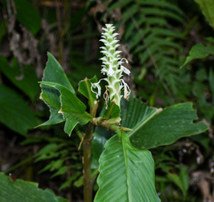 Larsenianthus (Larsenianthus)