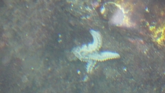 Marthasterias glacialis