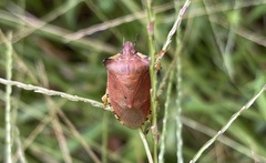 Pentatoma semiannulata