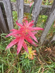 Chamaenerion angustifolium