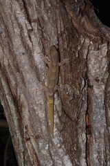 Bavayia