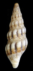 Austrodrillia angasi