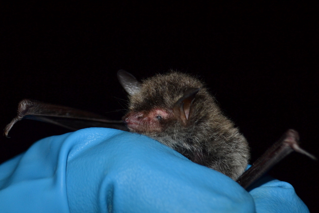 Far Eastern Myotis