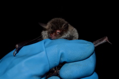 Myotis bombinus