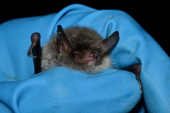 Myotis bombinus