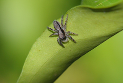 Menemerus taeniatus