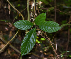 Sterculia hamiltonii