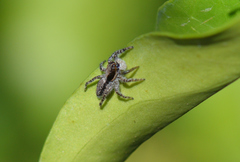 Menemerus taeniatus