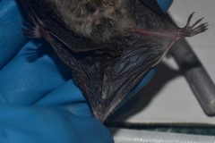 Myotis bombinus