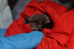 Myotis bombinus