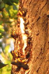 Egybolis vaillantina