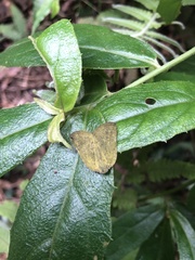 Ricania sublimata