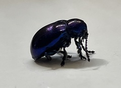 Chrysochus cobaltinus