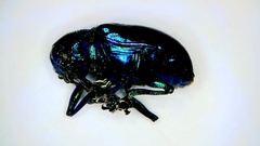 Chrysochus cobaltinus