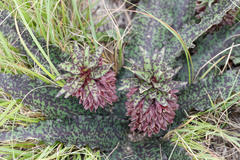 Eucomis vandermerwei
