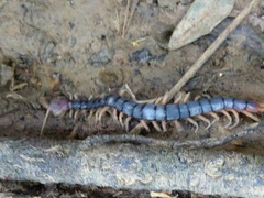 Scolopendra mutilans