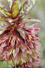 Eucomis vandermerwei