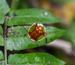 Aspidimorpha sanctaecrucis