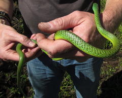 Philothamnus occidentalis