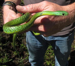 Philothamnus occidentalis