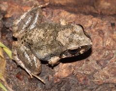 Tomopterna natalensis