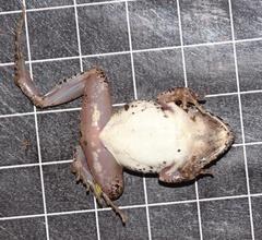 Tomopterna natalensis