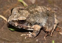 Tomopterna natalensis