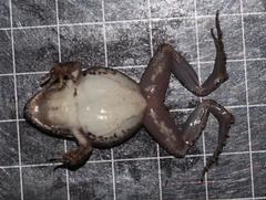 Tomopterna natalensis