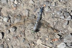 Orthetrum albistylum speciosum