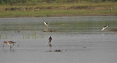 Limosa limosa